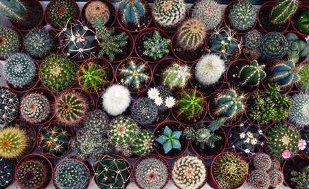 decorar con cactus cabecera